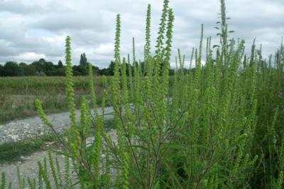 Ambrosia artemisiifolia