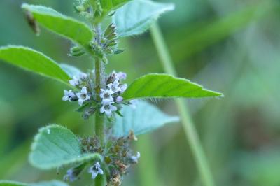 Mentha arvensis