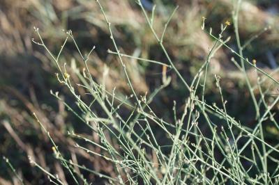 Chondrilla juncea