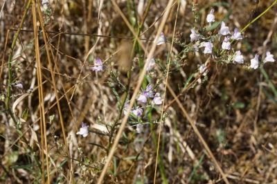 Linaria repens