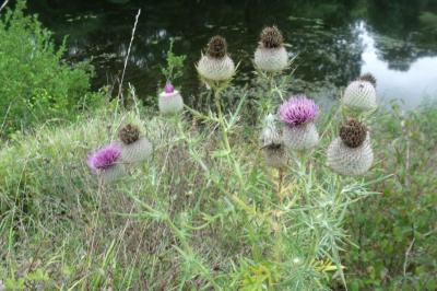 Cirsium eriophorum