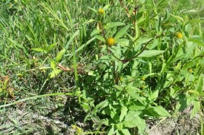 Bidens tripartita