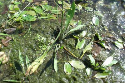 Alisma lanceolatum