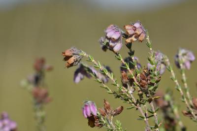 Erica tetralix