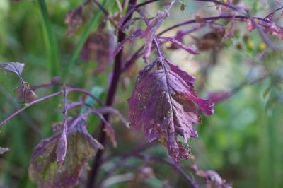 Jacobaea aquatica