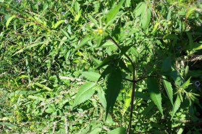 Bidens frondosa