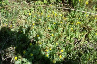 Hypericum elodes