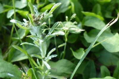 Gnaphalium uliginosum