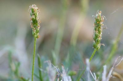 Plantago coronopus