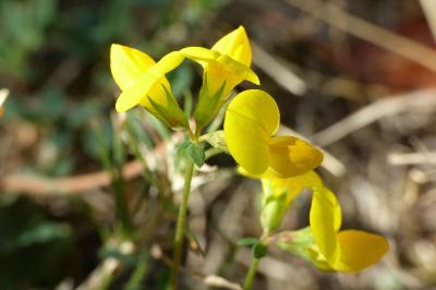 Lotus corniculatus