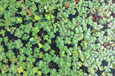 Marsilea quadrifolia