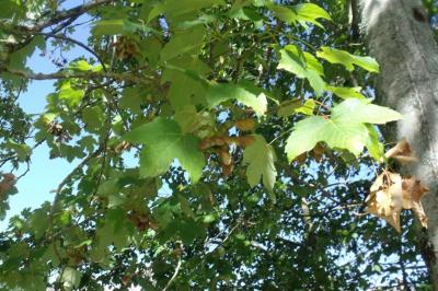 Acer pseudoplatanus