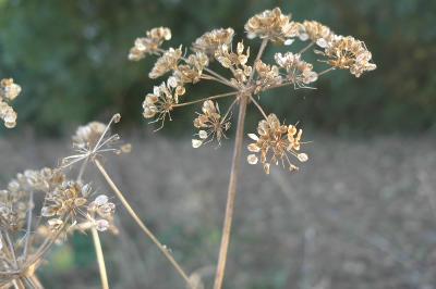 Heracleum sphondylium
