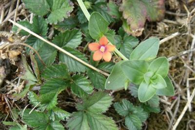 Lysimachia arvensis
