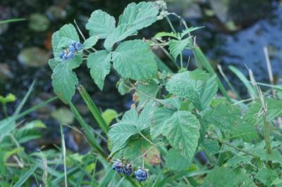 Rubus caesius