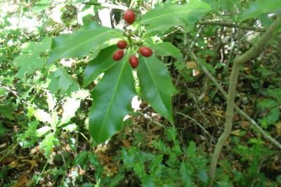 Ilex aquifolium