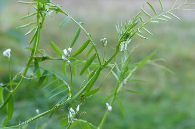 Ervilia hirsuta