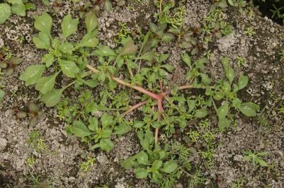 Amaranthus blitum