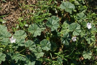 Malva neglecta