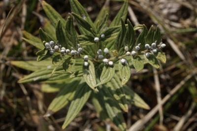 Lithospermum officinale