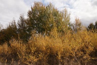 Populus tremula
