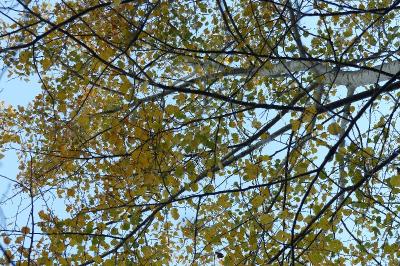 Populus tremula