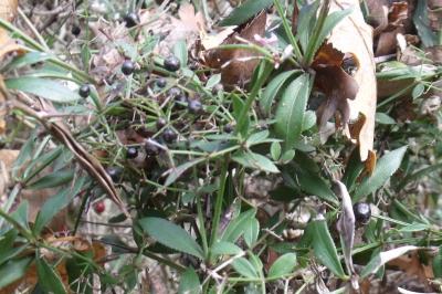 Rubia peregrina