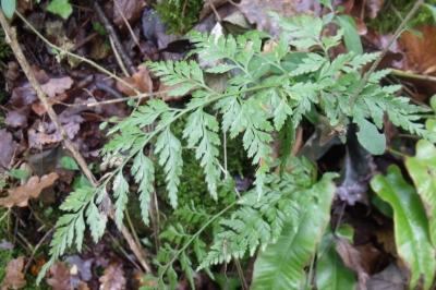 Asplenium adiantum-nigrum