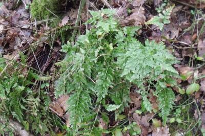 Asplenium adiantum-nigrum