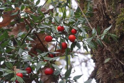 Ruscus aculeatus