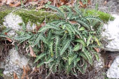 Asplenium ceterach