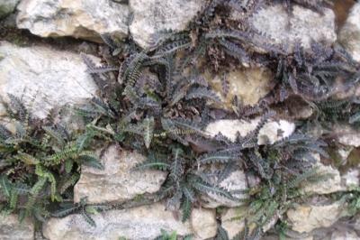 Asplenium ceterach