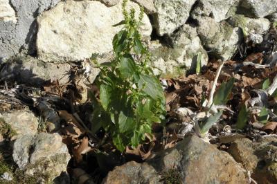 Mercurialis annua