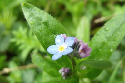 Myosotis arvensis