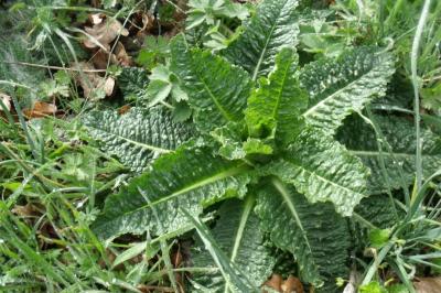 Dipsacus fullonum