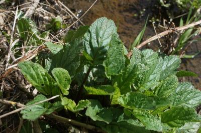 Scrophularia auriculata