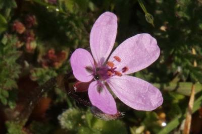 Erodium cicutarium
