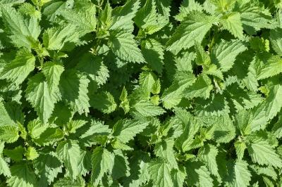 Urtica dioica