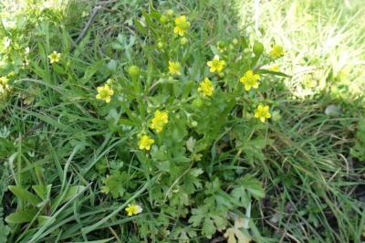 Ranunculus sceleratus