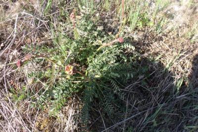 Poterium sanguisorba
