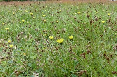 Pilosella officinarum