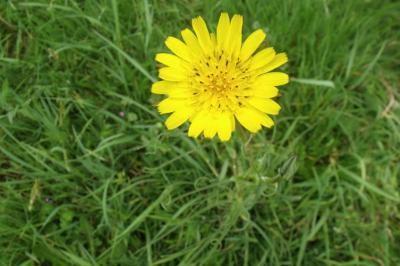 Tragopogon pratensis