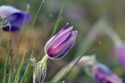 Pulsatilla vulgaris