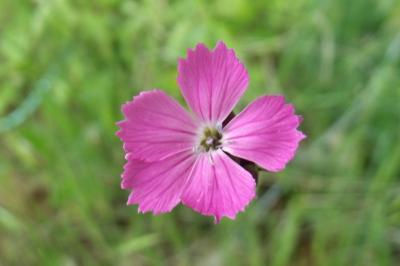 Dianthus carthusianorum