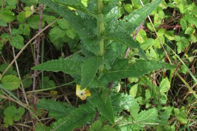 Verbascum blattaria