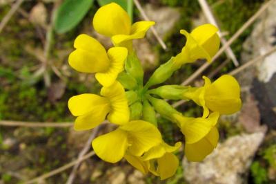 Hippocrepis comosa