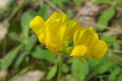 Hippocrepis comosa