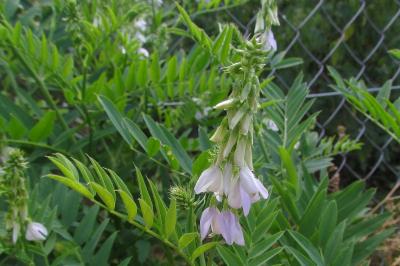 Galega officinalis