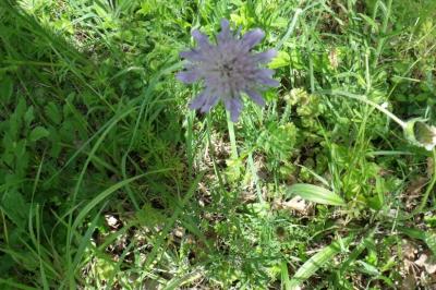 Knautia arvensis