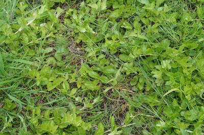 Lysimachia nummularia